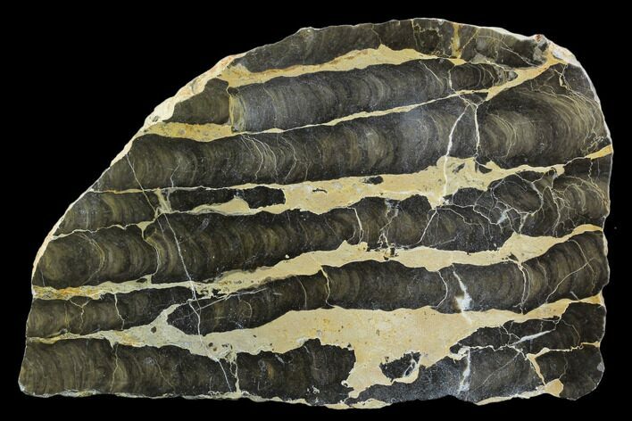 Polished Stromatolite (Boxonia) From Australia - Million Years #129157